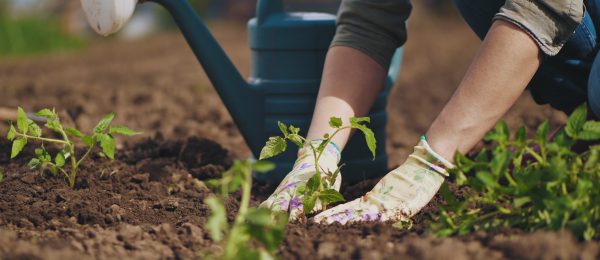 seedlings are planted next to a watering can by a person wearing gardening gloves